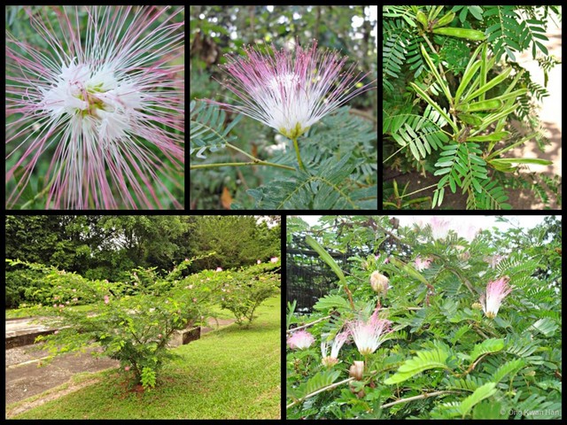 Calliandra surinamensis•&copy; Ong Kwan Han•All Rights Reserved