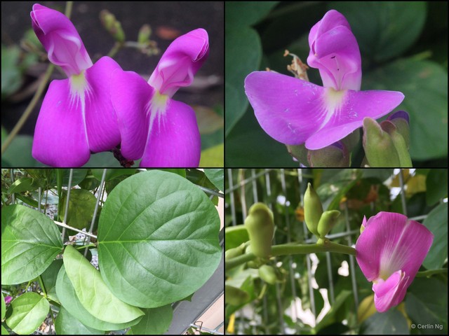 Canavalia rosea•&copy; Cerlin Ng•All Rights Reserved