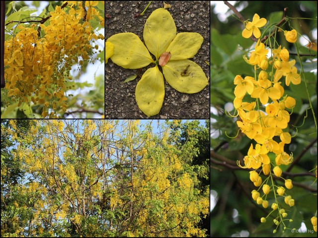 Cassia fistula•&copy; Cerlin Ng•All Rights Reserved