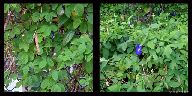Clitoria ternatea•&copy; Yeoh Yi Shuen•All Rights Reserved