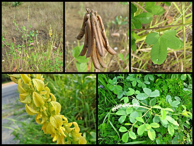 Crotalaria pallida•&copy; Ong Kwan Han•All Rights Reserved