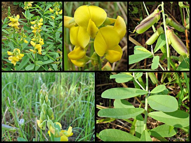 Crotalaria retusa•&copy; Ong Kwan Han•All Rights Reserved