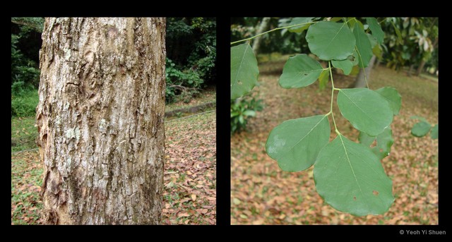 Dalbergia latifolia•&copy; Yeoh Yi Shuen•All Rights Reserved