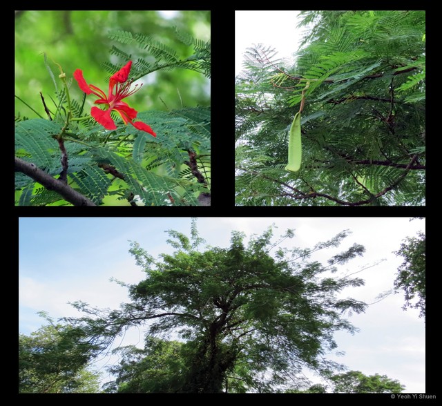 Delonix regia•&copy; Yeoh Yi Shuen•All Rights Reserved