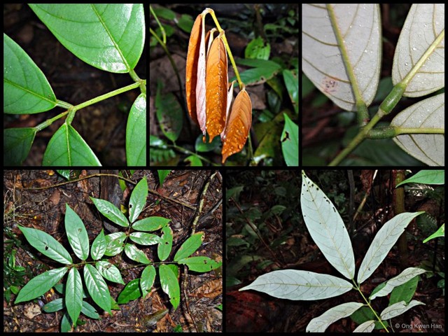 Derris elliptica•&copy; Ong Kwan Han•All Rights Reserved