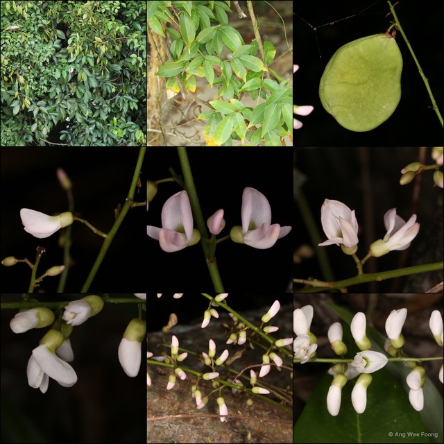 Derris trifoliata•&copy; Ang Wee Foong•All Rights Reserved