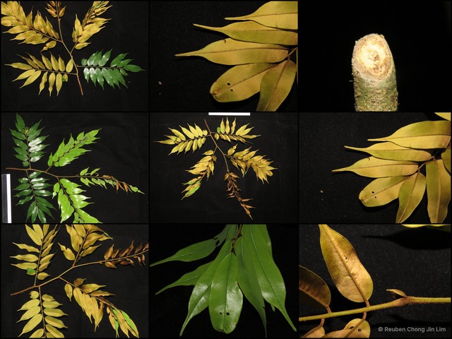 Dialium platysepalum•&copy; Reuben Chong Jin Lim•All Rights Reserved