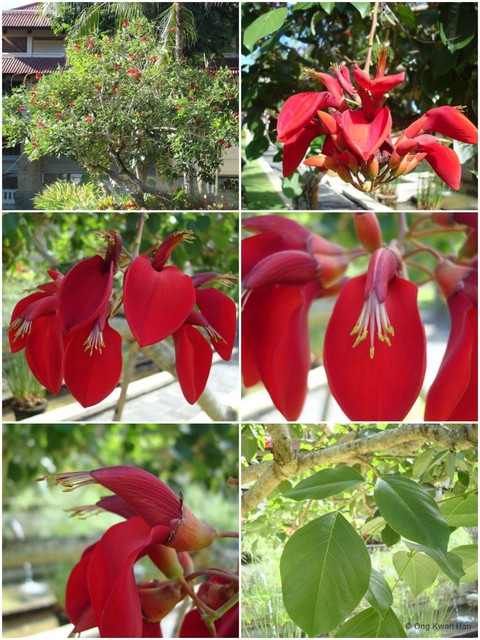 Erythrina crista-galli•&copy; Ong Kwan Han•All Rights Reserved