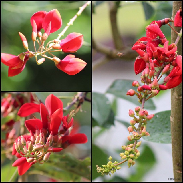 Erythrina fusca•&copy; Cerlin Ng•All Rights Reserved