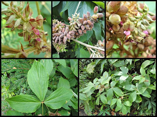 Flemingia macrophylla•&copy; Ong Kwan Han•All Rights Reserved
