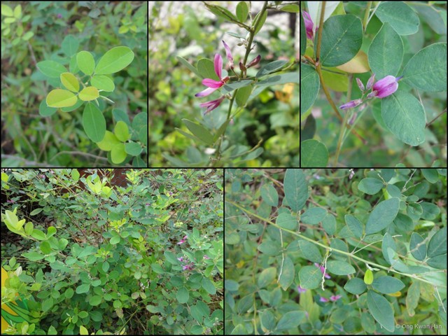 Lespedeza bicolor•&copy; Ong Kwan Han•All Rights Reserved