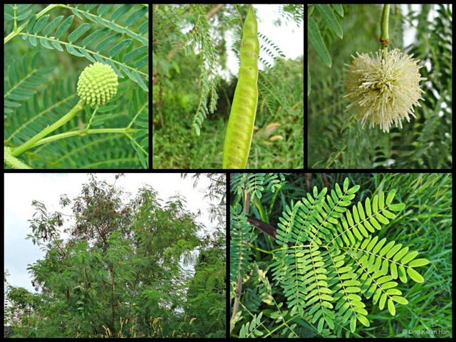 Leucaena leucocephala•&copy; Ong Kwan Han•All Rights Reserved