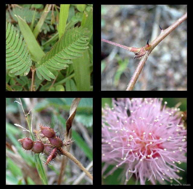 Mimosa pudica•&copy; Yeoh Yi Shuen•All Rights Reserved