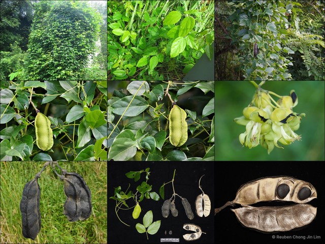 Mucuna gigantea•&copy; Reuben Chong Jin Lim•All Rights Reserved