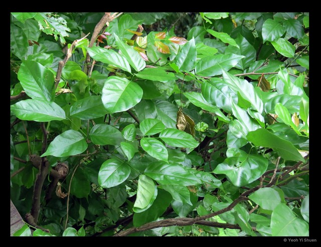 Pongamia pinnata•&copy; Yeoh Yi Shuen•All Rights Reserved
