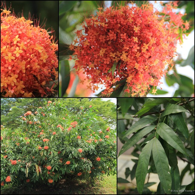 Saraca declinata•&copy; Ang Wee Foong•All Rights Reserved