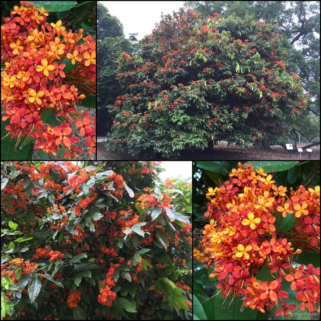 Saraca indica•&copy; Ang Wee Foong•All Rights Reserved
