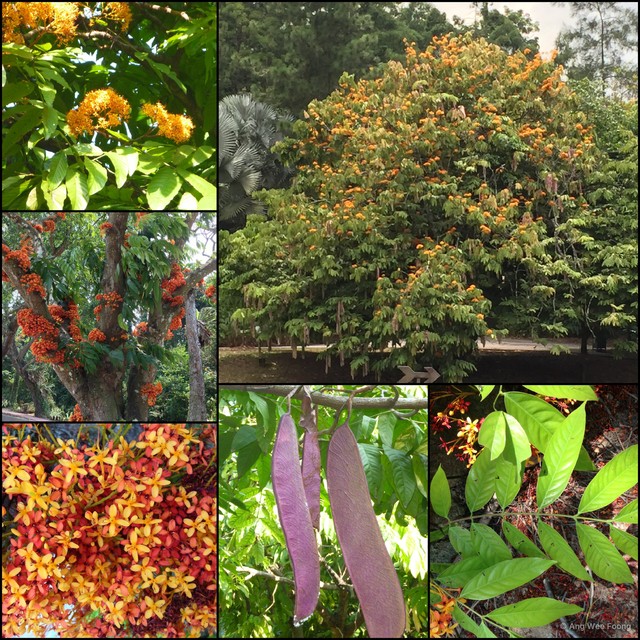 Saraca thaipingensis•&copy; Ang Wee Foong•All Rights Reserved