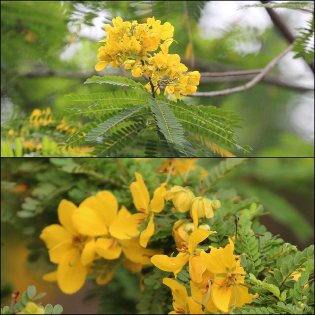 Senna polyphylla•&copy; Cerlin Ng•All Rights Reserved