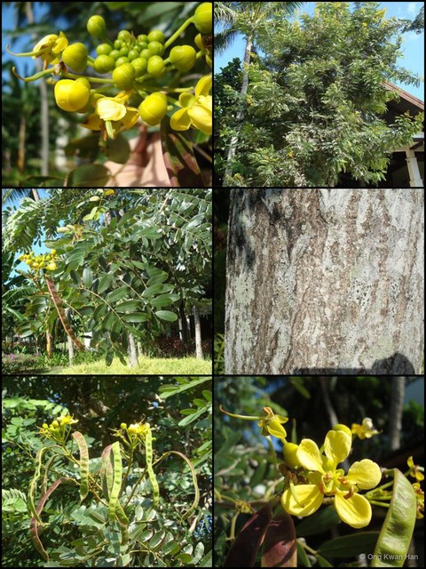 Senna siamea•&copy; Ong Kwan Han•All Rights Reserved