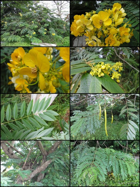 Senna spectabilis•&copy; Ong Kwan Han•All Rights Reserved