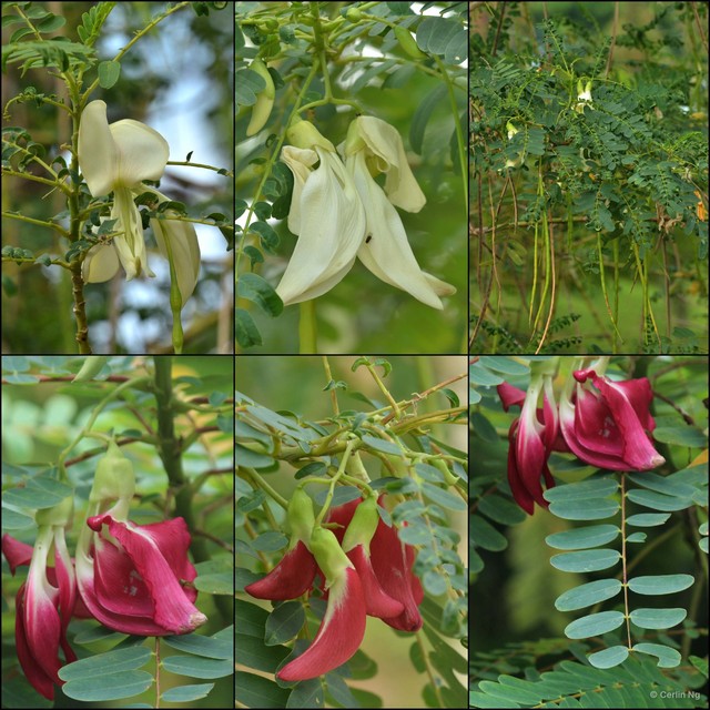 Sesbania grandiflora•&copy; Cerlin Ng•All Rights Reserved