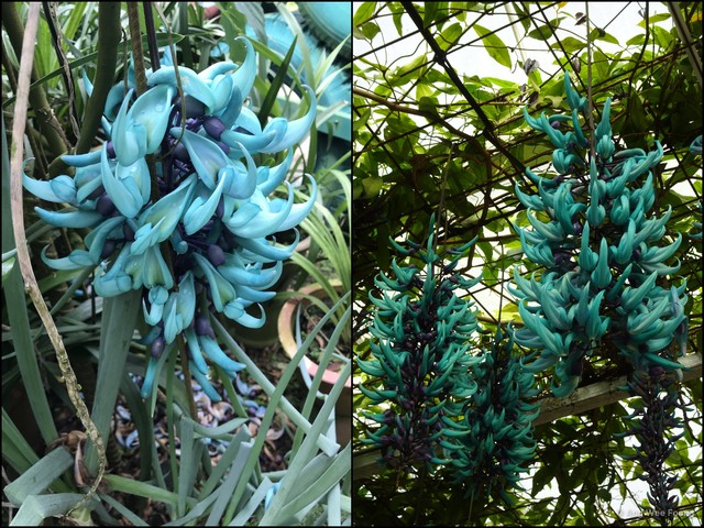 Strongylodon macrobotrys•&copy; Ang Wee Foong•All Rights Reserved