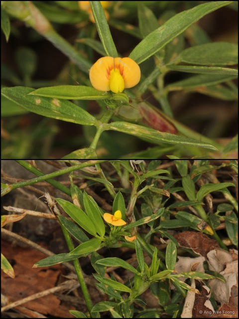 Stylosanthes humilis•&copy; Ang Wee Foong•All Rights Reserved