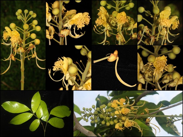 Swartzia pinnata•&copy; Cerlin Ng•All Rights Reserved