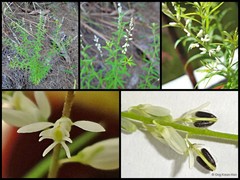 Polygala paniculata L.