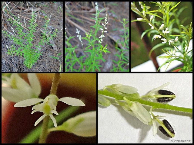 Polygala paniculata•&copy; Ong Kwan Han•All Rights Reserved