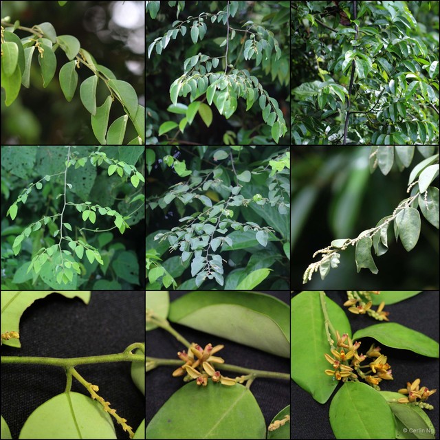 Securidaca philippinensis•&copy; Cerlin Ng•All Rights Reserved