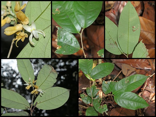 Xanthophyllum discolor•All Rights Reserved