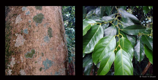 Xanthophyllum vitellinum•&copy; Yeoh Yi Shuen•All Rights Reserved