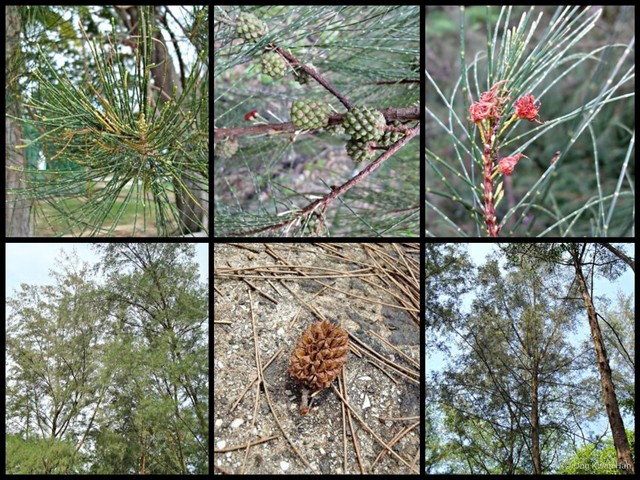 Casuarina equisetifolia•&copy; Ong Kwan Han•All Rights Reserved