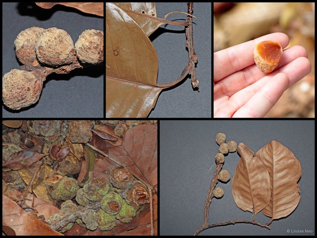 Castanopsis inermis•&copy; Louise Neo•All Rights Reserved