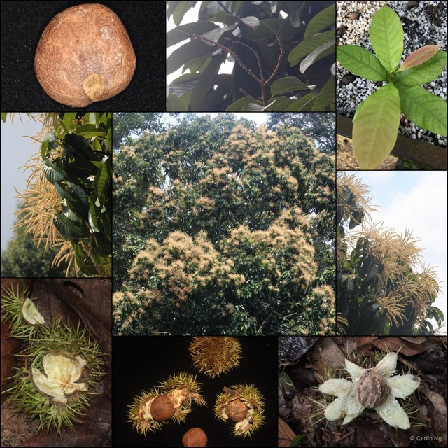 Castanopsis malaccensis•&copy; Cerlin Ng•All Rights Reserved