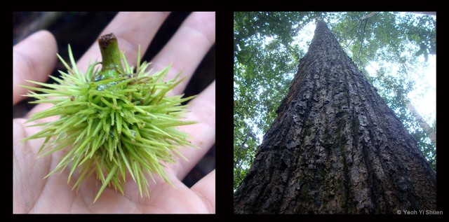 Castanopsis megacarpa•&copy; Yeoh Yi Shuen•All Rights Reserved