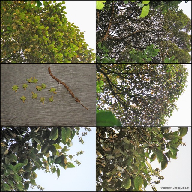 Castanopsis wallichii•&copy; Reuben Chong Jin Lim•All Rights Reserved