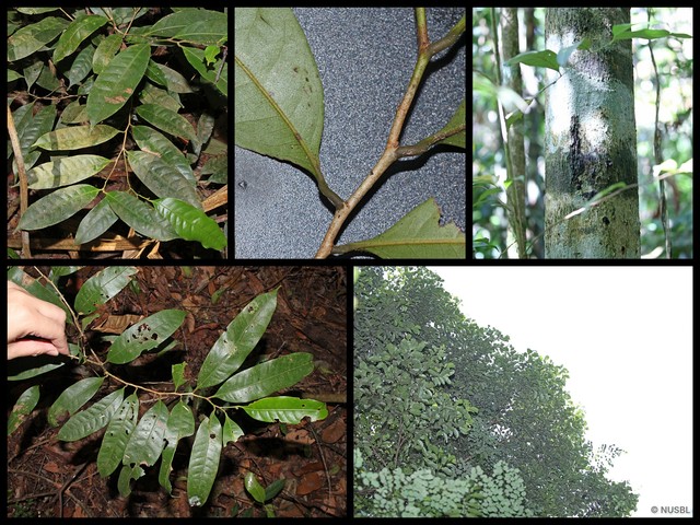 Lithocarpus bennettii•&copy; NUSBL•All Rights Reserved