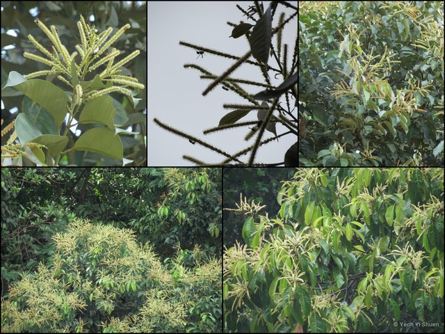 Lithocarpus cantleyanus•&copy; Yeoh Yi Shuen•All Rights Reserved