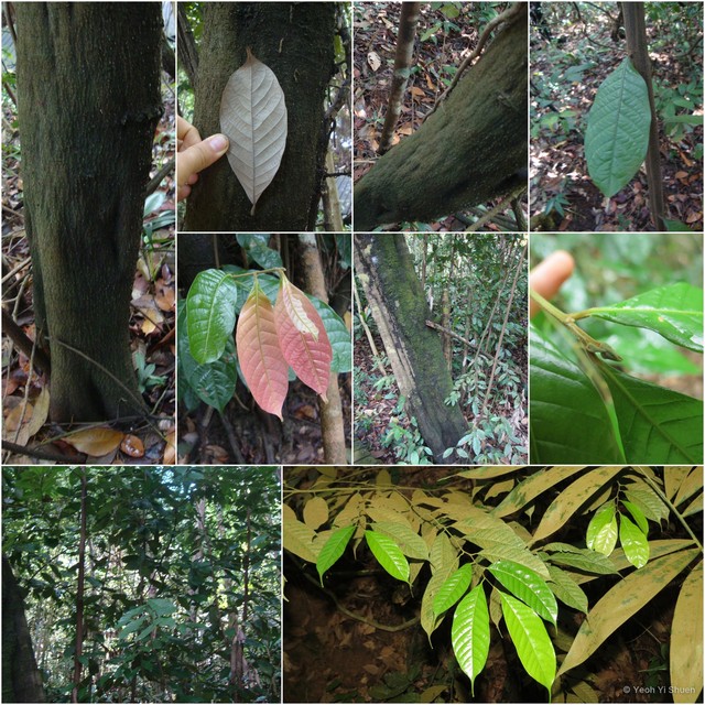 Lithocarpus conocarpus•&copy; Yeoh Yi Shuen•All Rights Reserved