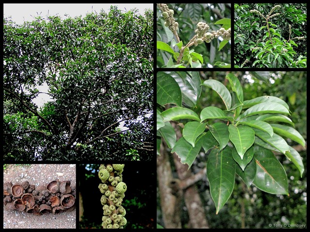 Lithocarpus elegans•&copy; Tony O'Dempsey•All Rights Reserved