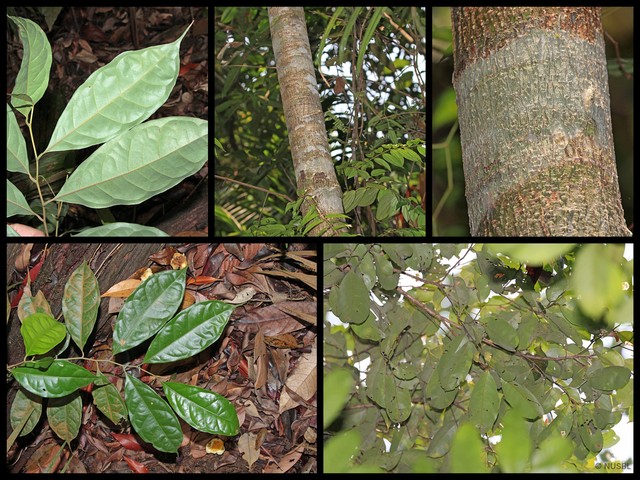 Lithocarpus encleisacarpus•&copy; NUSBL•All Rights Reserved