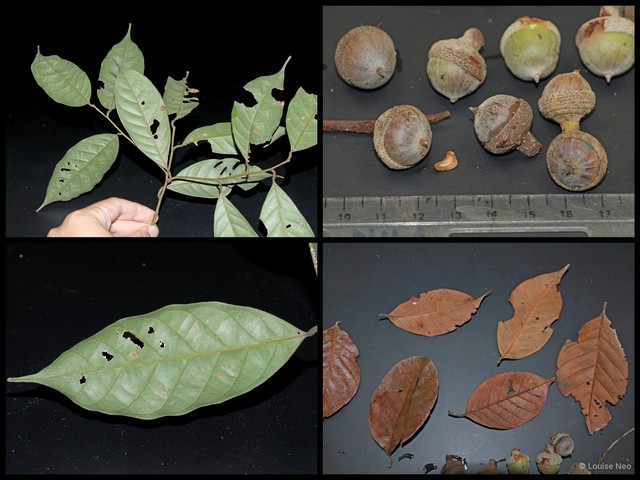 Lithocarpus ewyckii•&copy; Louise Neo•All Rights Reserved