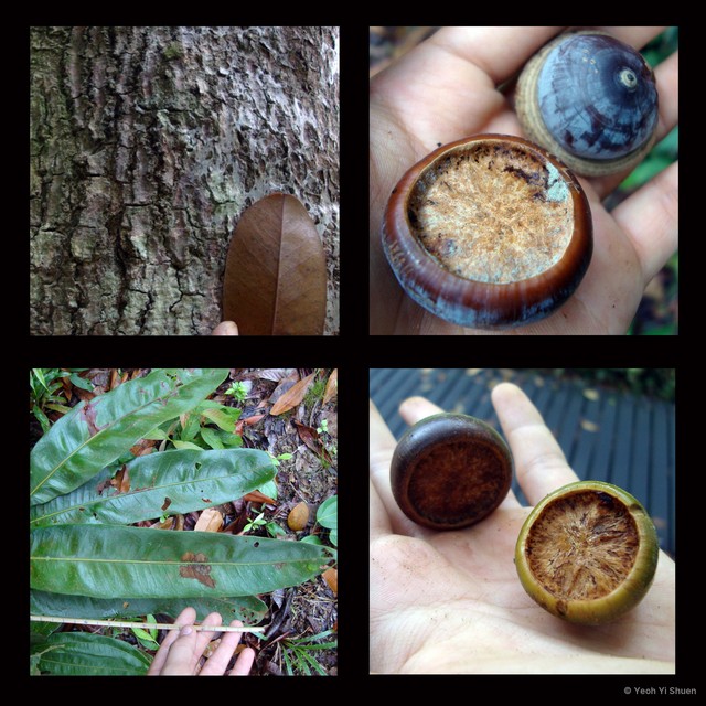 Lithocarpus lucidus•&copy; Yeoh Yi Shuen•All Rights Reserved