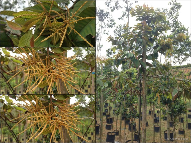Lithocarpus sundaicus•&copy; Ang Wee Foong•All Rights Reserved