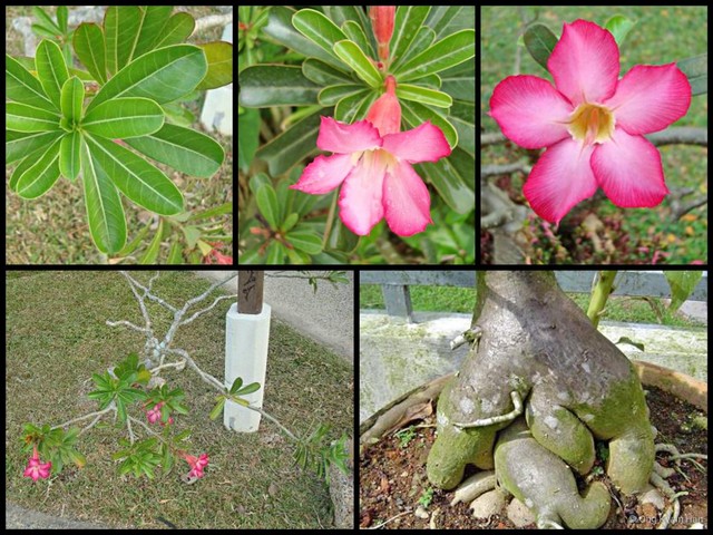 Adenium obesum•&copy; Ong Kwan Han•All Rights Reserved