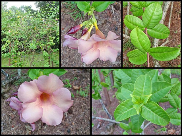 Allamanda blanchetii•&copy; Ong Kwan Han•All Rights Reserved