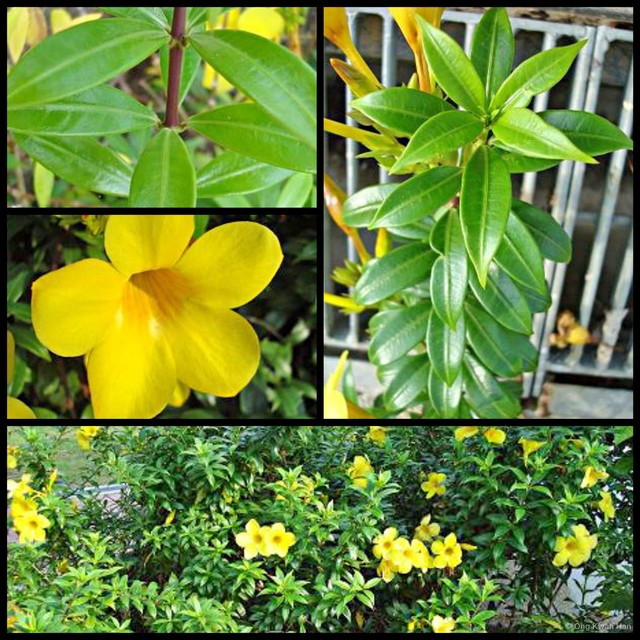 Allamanda cathartica•&copy; Ong Kwan Han•All Rights Reserved